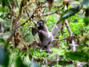 Getting to see a wooley monkey is one of the highlights of a trip through the cloud forest