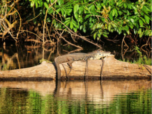 A black caiman sunbathing in the Manu National Park